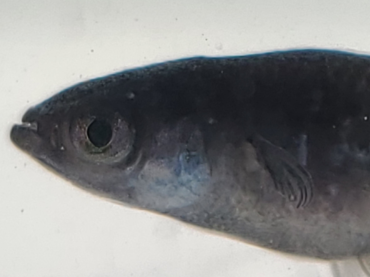 f:id:e-medaka-3846:20210301082540j:plain