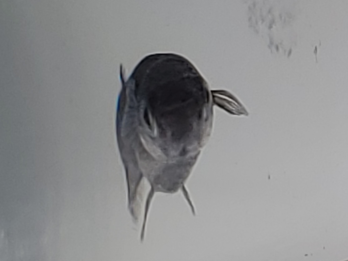 f:id:e-medaka-3846:20210301082559j:plain