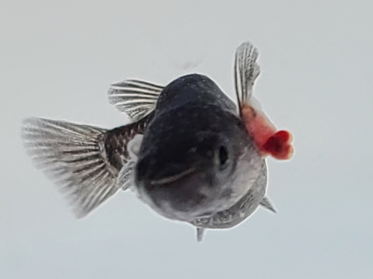 f:id:e-medaka-3846:20210301085947p:plain