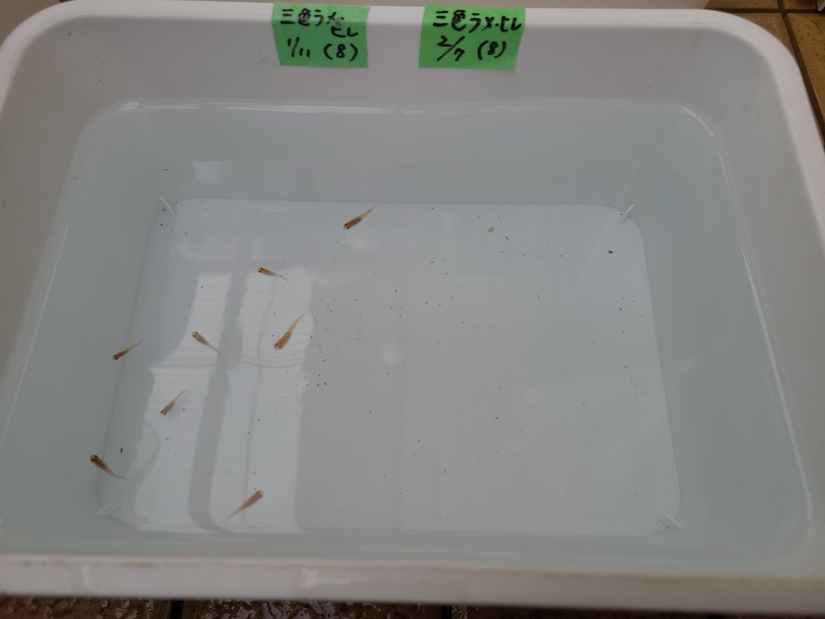 f:id:e-medaka-3846:20210303201922j:plain