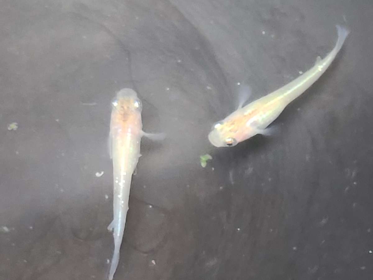 f:id:e-medaka-3846:20210303202007j:plain