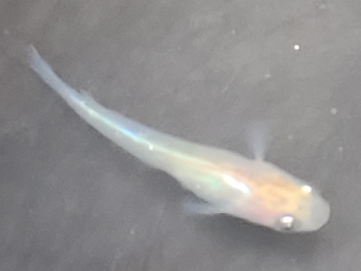 f:id:e-medaka-3846:20210303202027j:plain