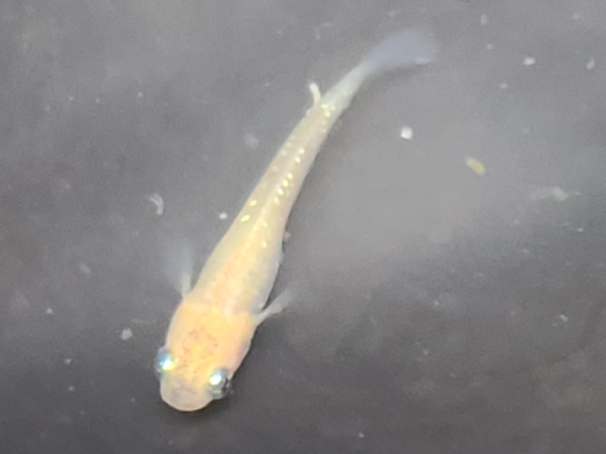 f:id:e-medaka-3846:20210303202044j:plain