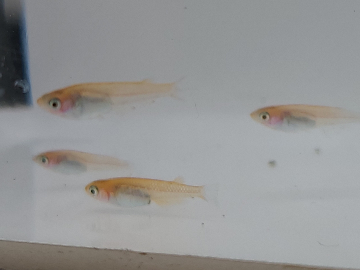 f:id:e-medaka-3846:20210303202105j:plain