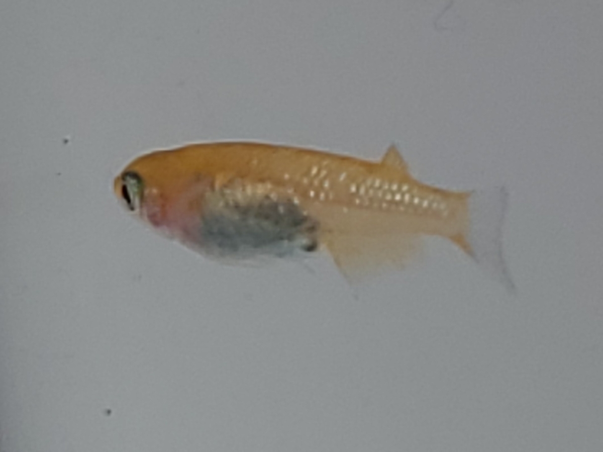 f:id:e-medaka-3846:20210303202137j:plain