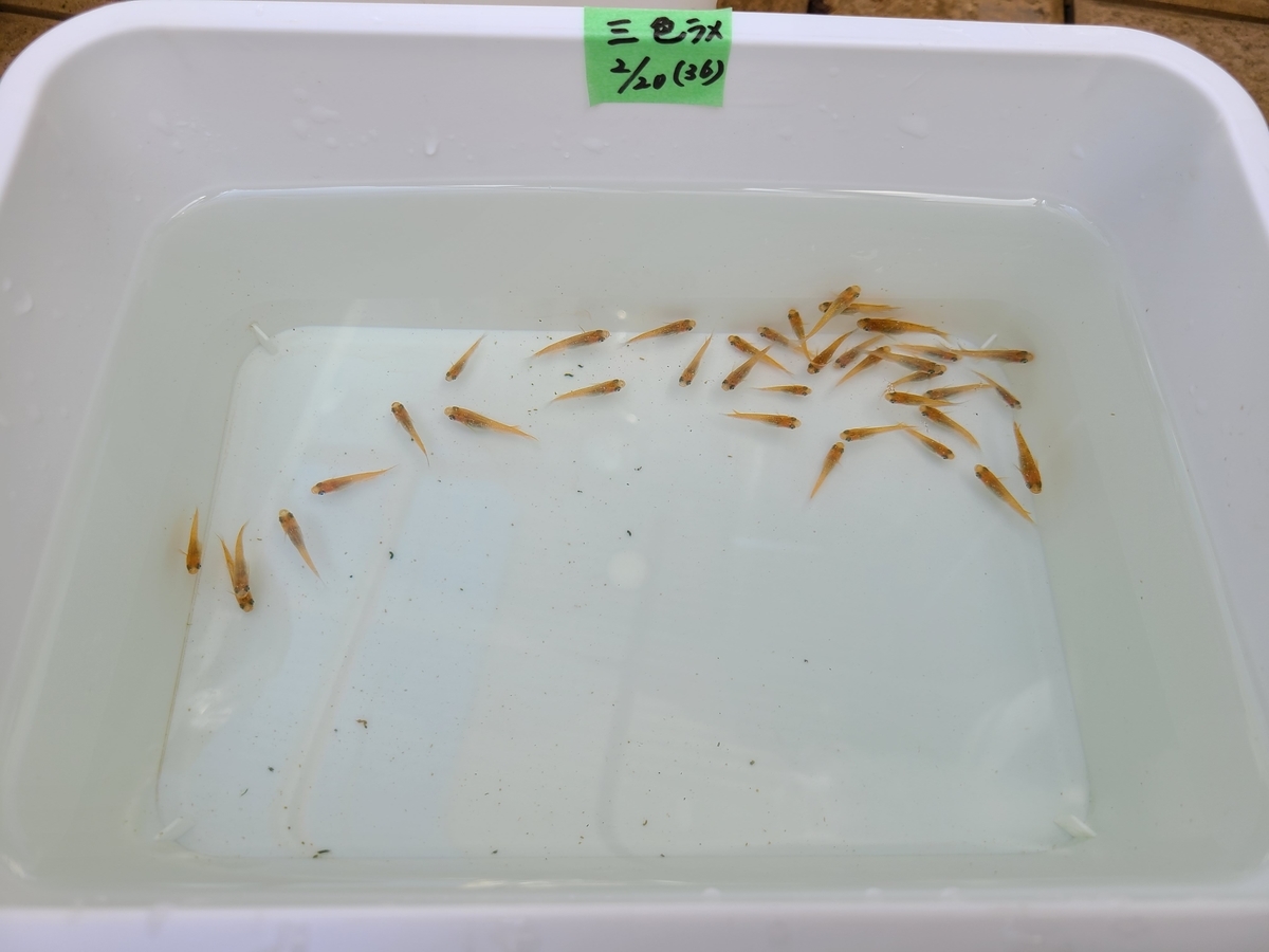 f:id:e-medaka-3846:20210303202240j:plain