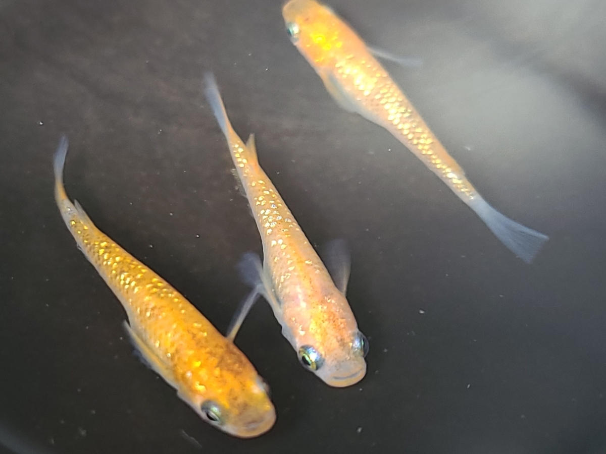 f:id:e-medaka-3846:20210303202323j:plain