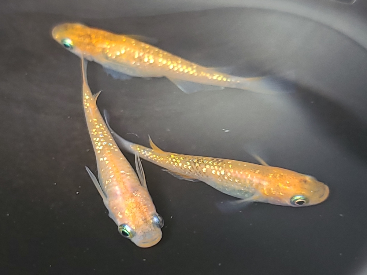 f:id:e-medaka-3846:20210303202340j:plain