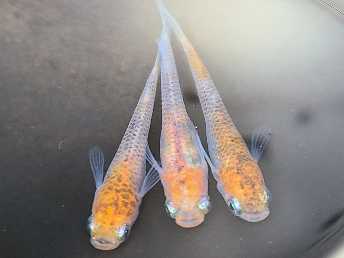 三色メダカ Vol 43 透明鱗と非透明鱗 E Medaka 我流