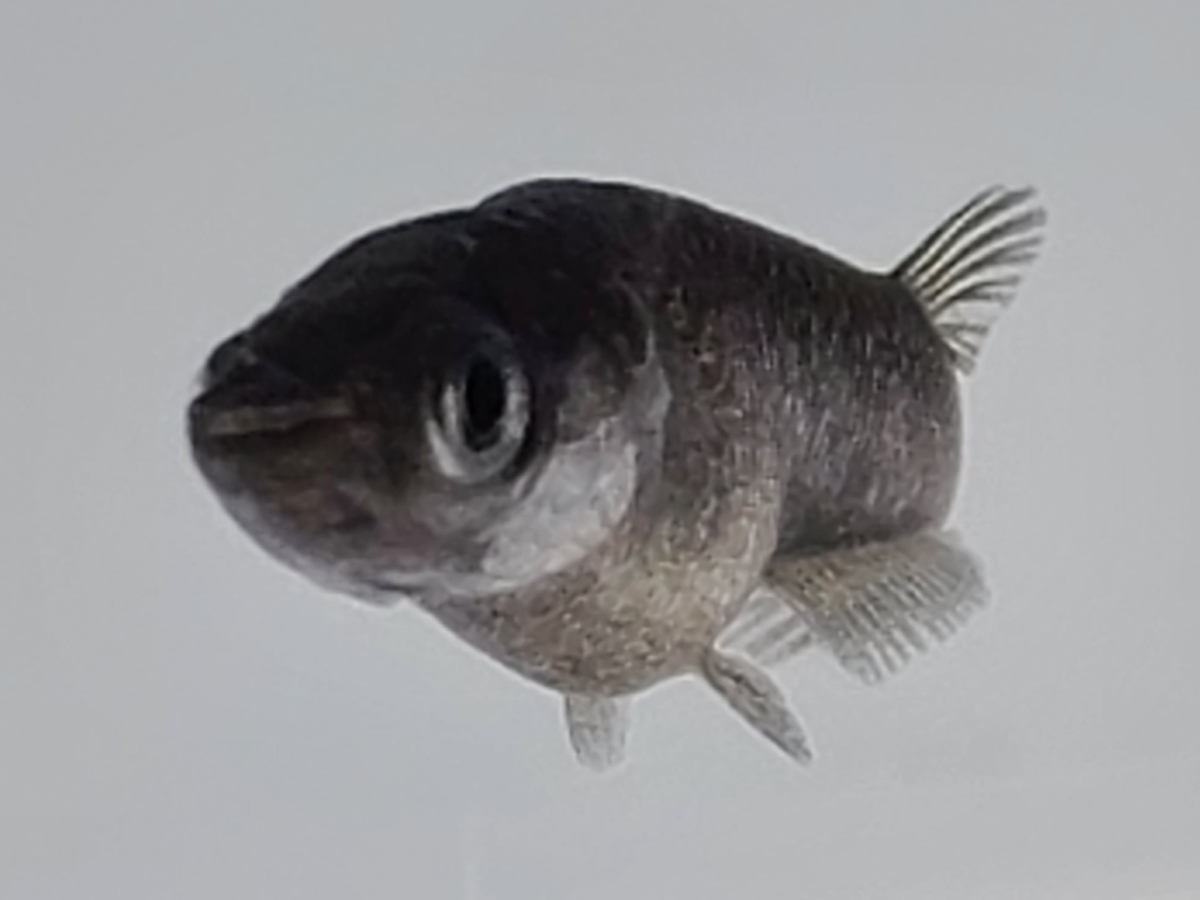 f:id:e-medaka-3846:20210308085225j:plain