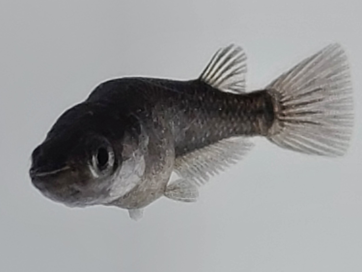 f:id:e-medaka-3846:20210308085350j:plain