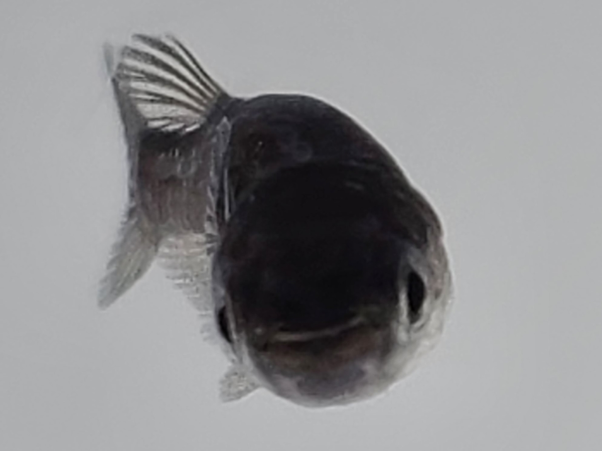 f:id:e-medaka-3846:20210308085425j:plain