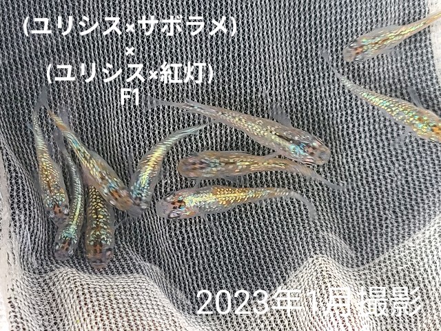 f:id:e-medaka-3846:20250724090741j:image f:id:e-medaka-3846:20250724090741j:image
