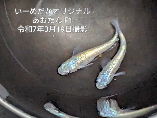 f:id:e-medaka-3846:20250725091442j:image