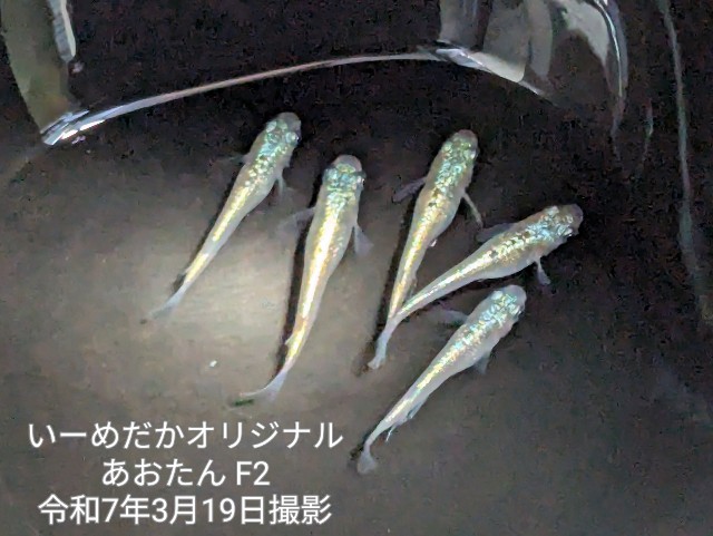 f:id:e-medaka-3846:20250725091541j:image