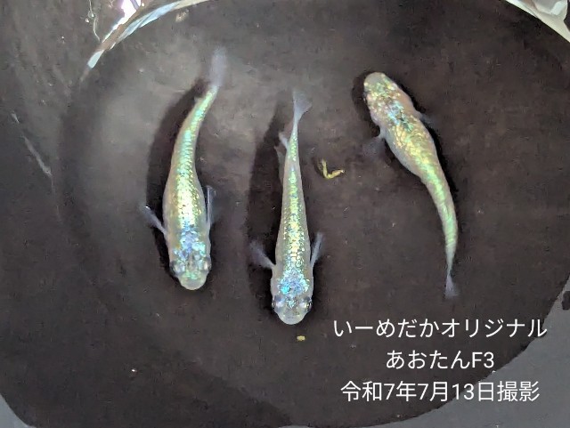 f:id:e-medaka-3846:20250725093436j:image