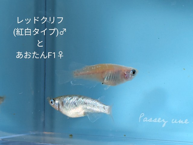 f:id:e-medaka-3846:20250729091624j:image