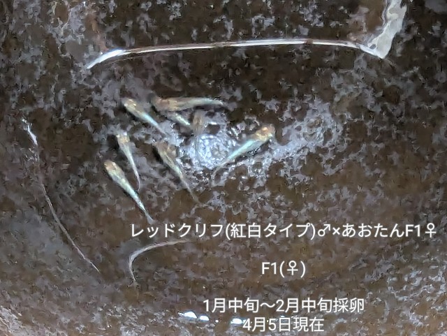f:id:e-medaka-3846:20250729093307j:image