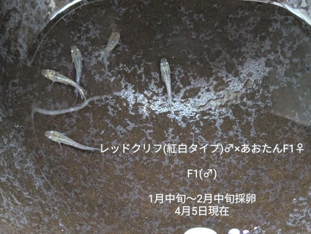 f:id:e-medaka-3846:20250729093325j:image