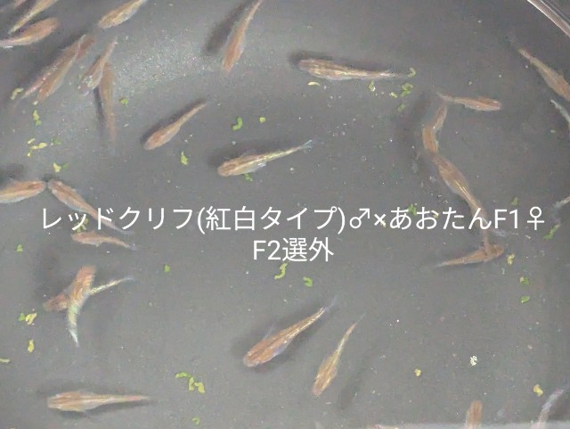 f:id:e-medaka-3846:20250730084725j:image