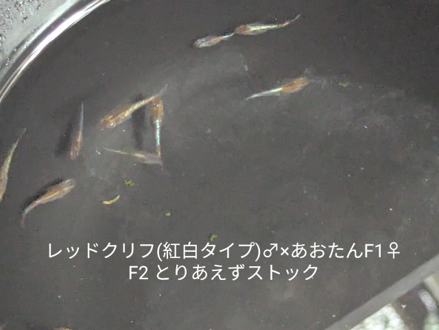 f:id:e-medaka-3846:20250730084750j:image