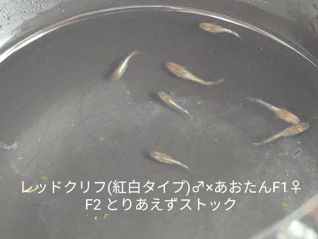 f:id:e-medaka-3846:20250730084811j:image