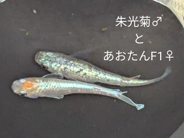 f:id:e-medaka-3846:20250731091017j:image