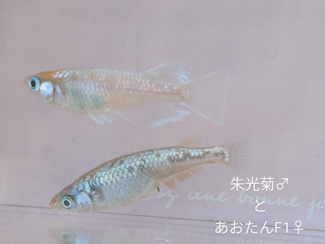 f:id:e-medaka-3846:20250731091040j:image