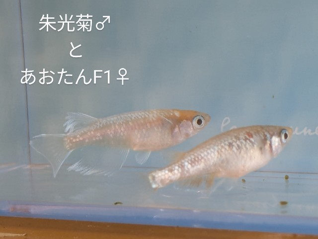 f:id:e-medaka-3846:20250731091056j:image