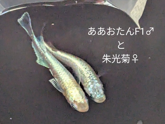 f:id:e-medaka-3846:20250731091538j:image