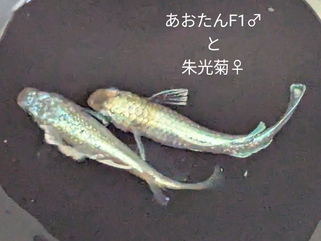 f:id:e-medaka-3846:20250731091604j:image