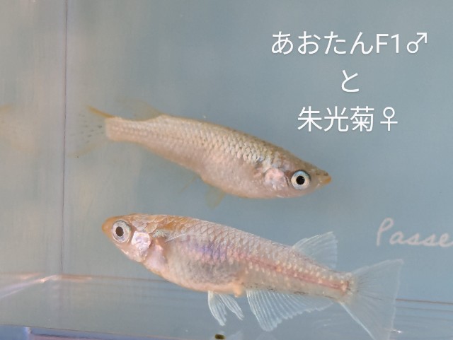 f:id:e-medaka-3846:20250731091626j:image