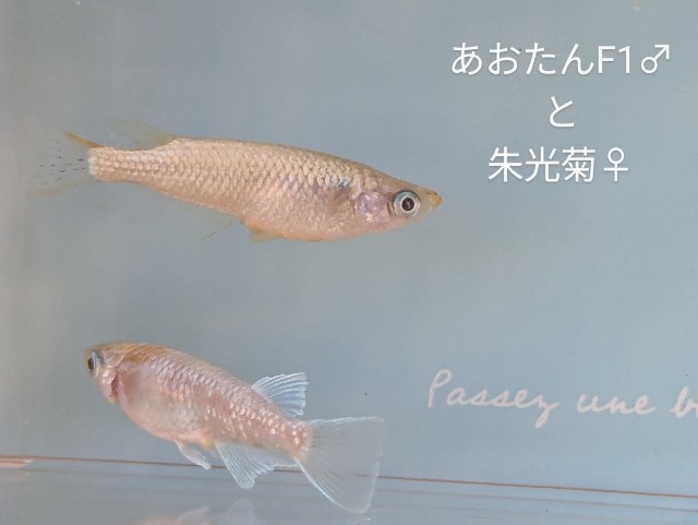 f:id:e-medaka-3846:20250731091647j:image