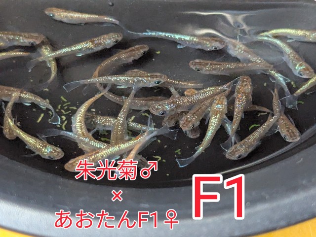 f:id:e-medaka-3846:20250731092929j:image