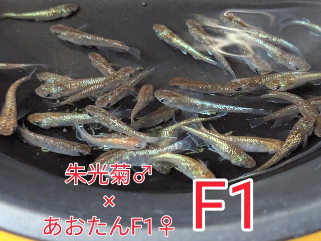 f:id:e-medaka-3846:20250731092939j:image
