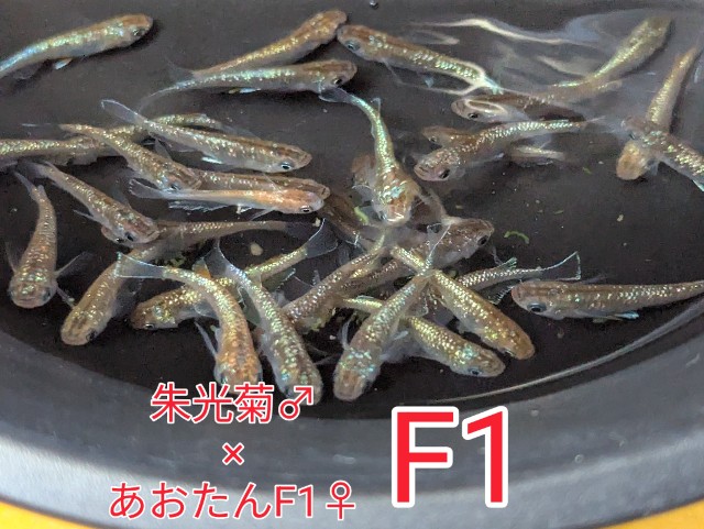 f:id:e-medaka-3846:20250731092954j:image