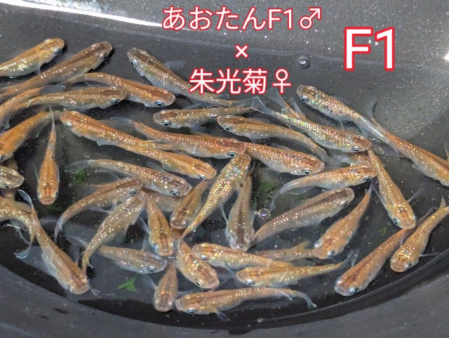 f:id:e-medaka-3846:20250731093812j:image