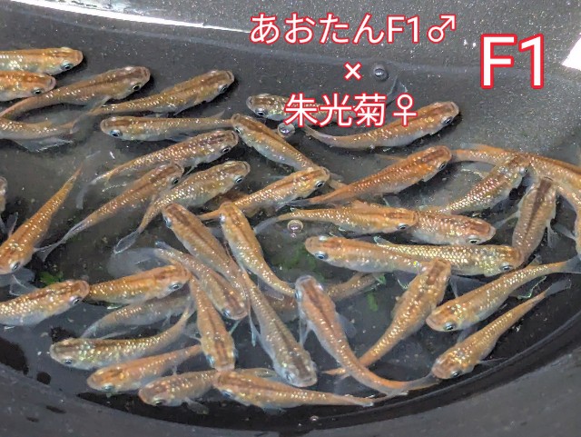 f:id:e-medaka-3846:20250731093832j:image