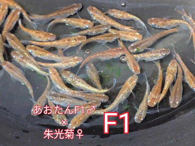 f:id:e-medaka-3846:20250731093841j:image