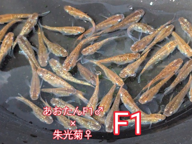 f:id:e-medaka-3846:20250731093852j:image