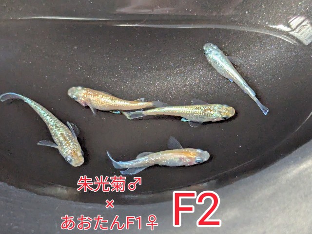 f:id:e-medaka-3846:20250801091401j:image