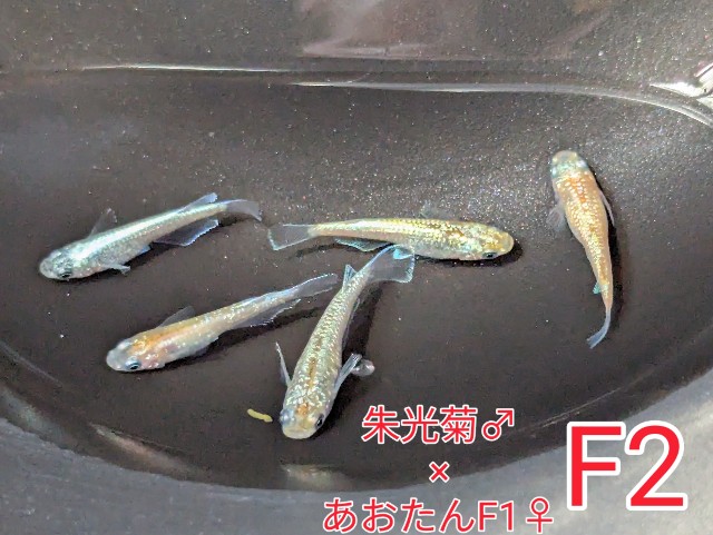 f:id:e-medaka-3846:20250801091418j:image