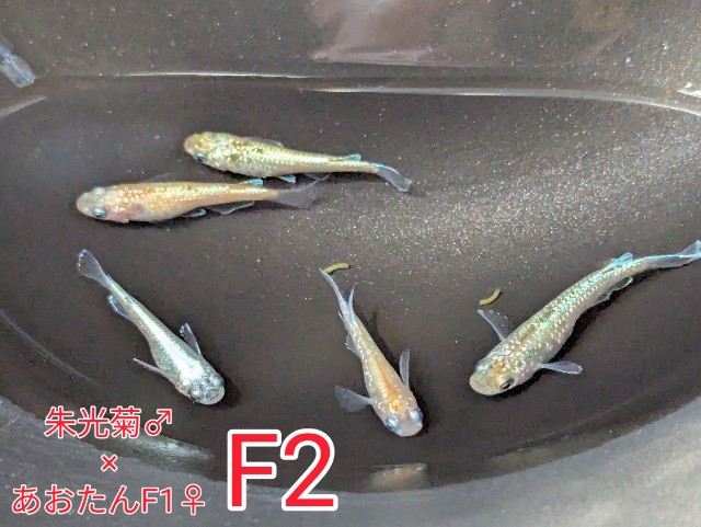 f:id:e-medaka-3846:20250801091430j:image