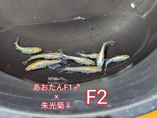 f:id:e-medaka-3846:20250801091458j:image