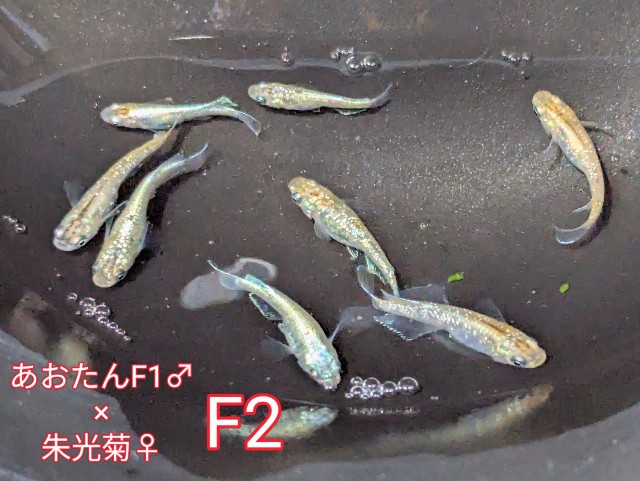 f:id:e-medaka-3846:20250801091518j:image