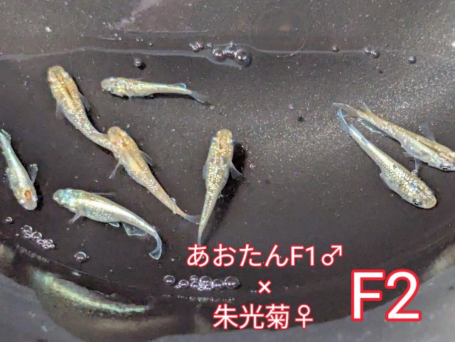 f:id:e-medaka-3846:20250801091537j:image