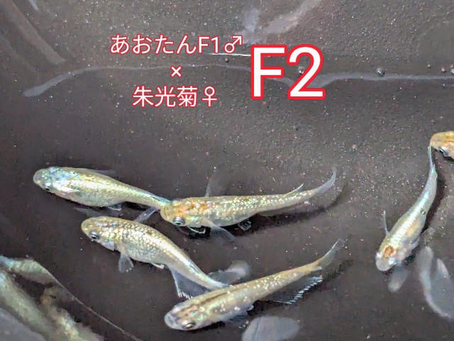 f:id:e-medaka-3846:20250801091602j:image