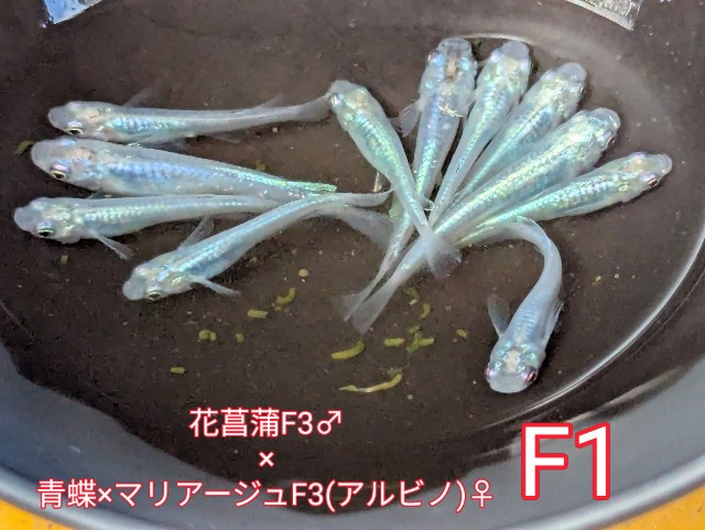 f:id:e-medaka-3846:20250804201412j:image
