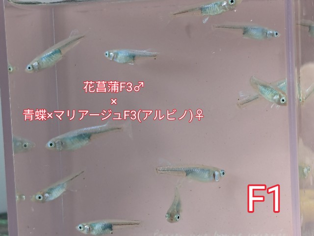 f:id:e-medaka-3846:20250804201424j:image