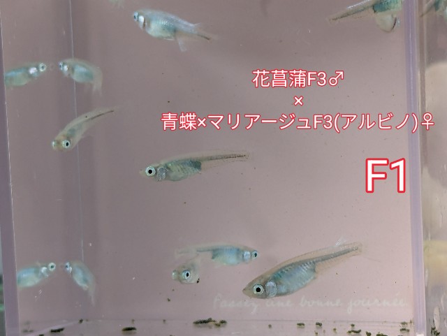 f:id:e-medaka-3846:20250804201437j:image